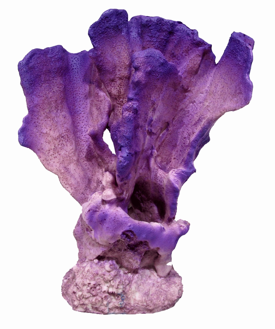 Aquamate - Corals (Large)