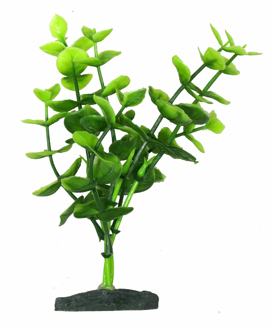 Aquamate - Natural Variety Plants (6pk)