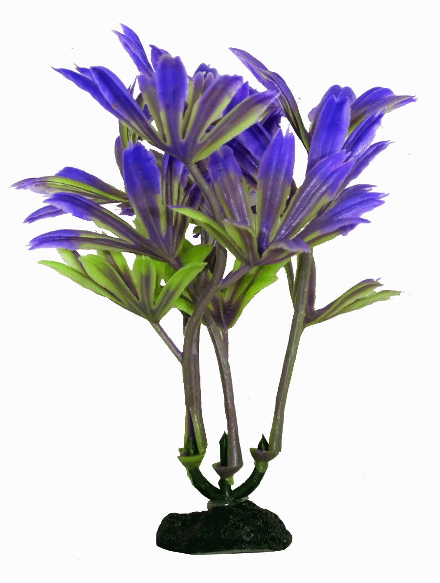 Aquamate - Natural Variety Plants (6pk)