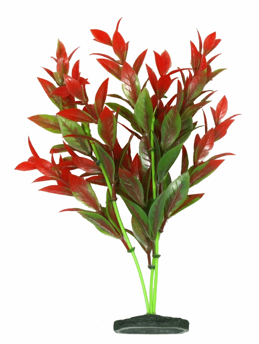 Aquamate - Natural Variety Plants (6pk)