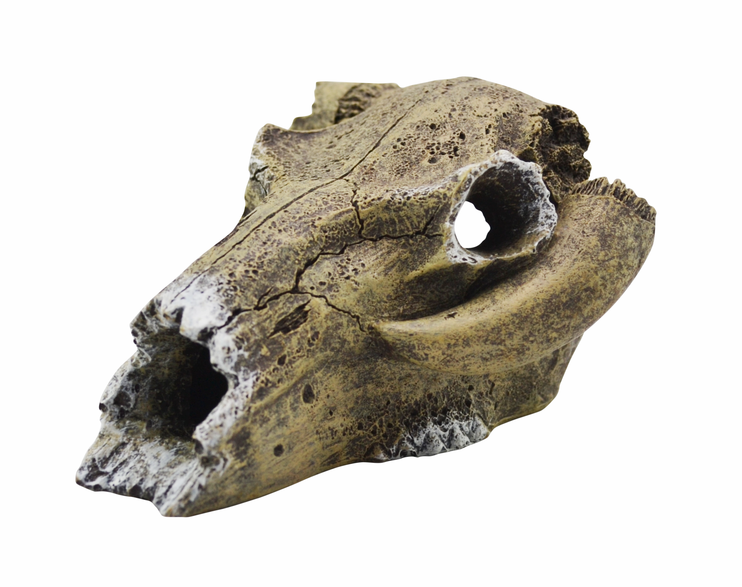 Aquamate - Ornament Skull (Med)