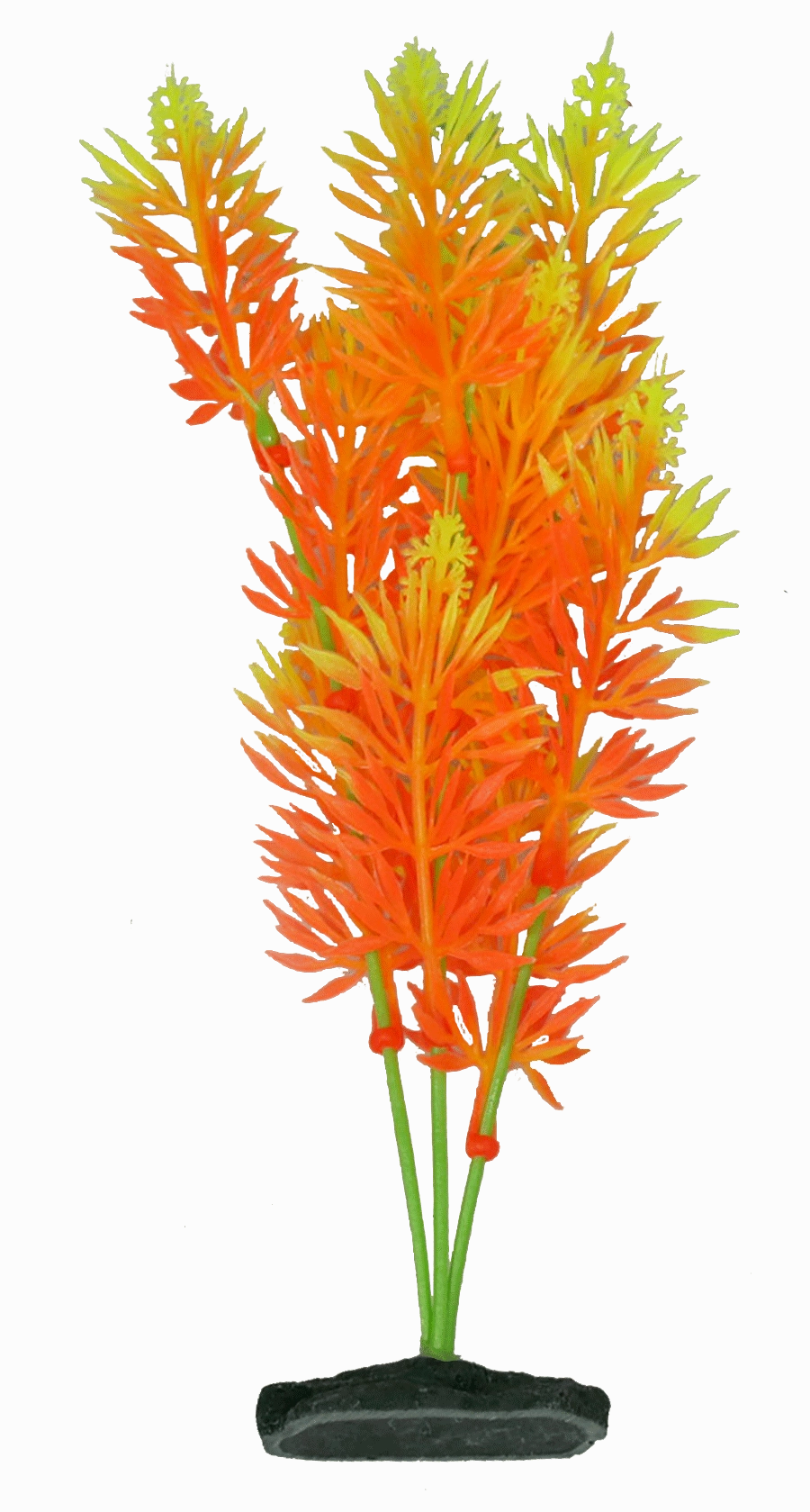 Aquamate - Vibrant Variety Plants (6pk)