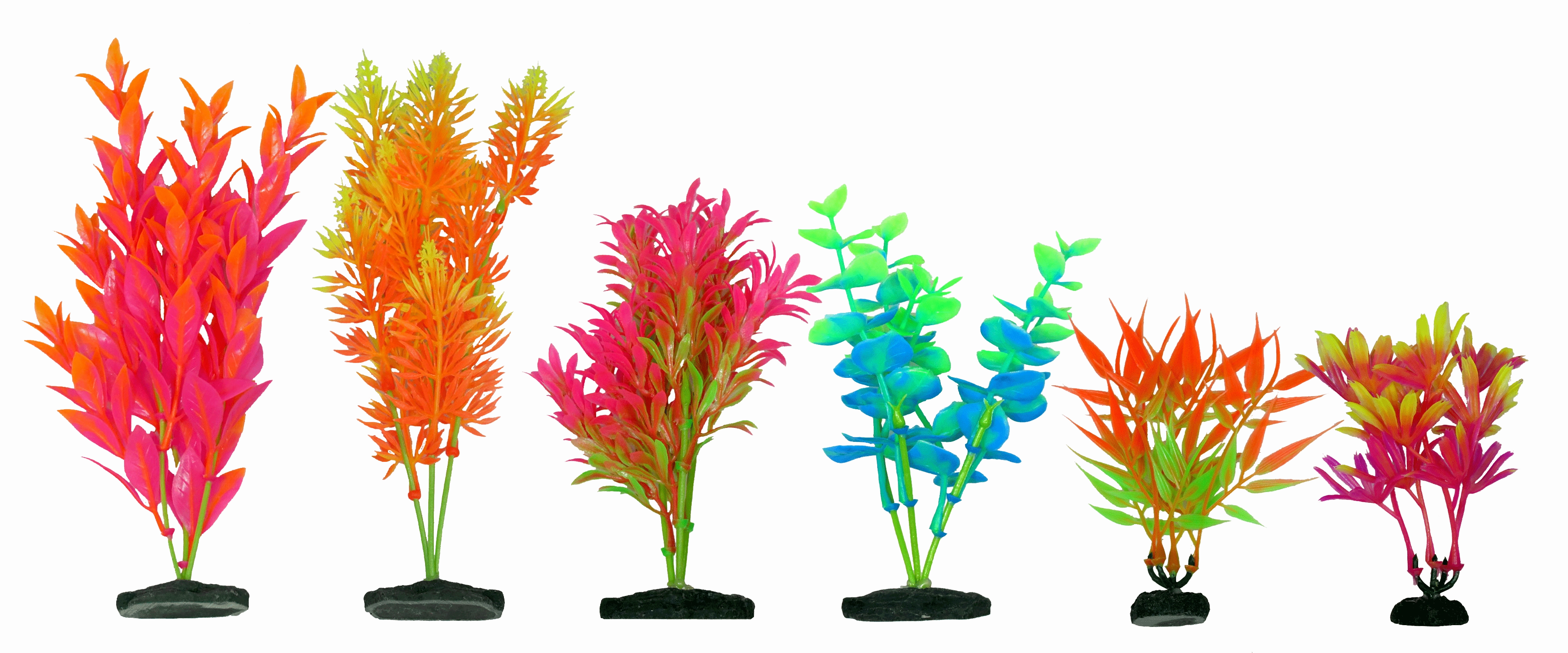 Aquamate - Vibrant Variety Plants (6pk)