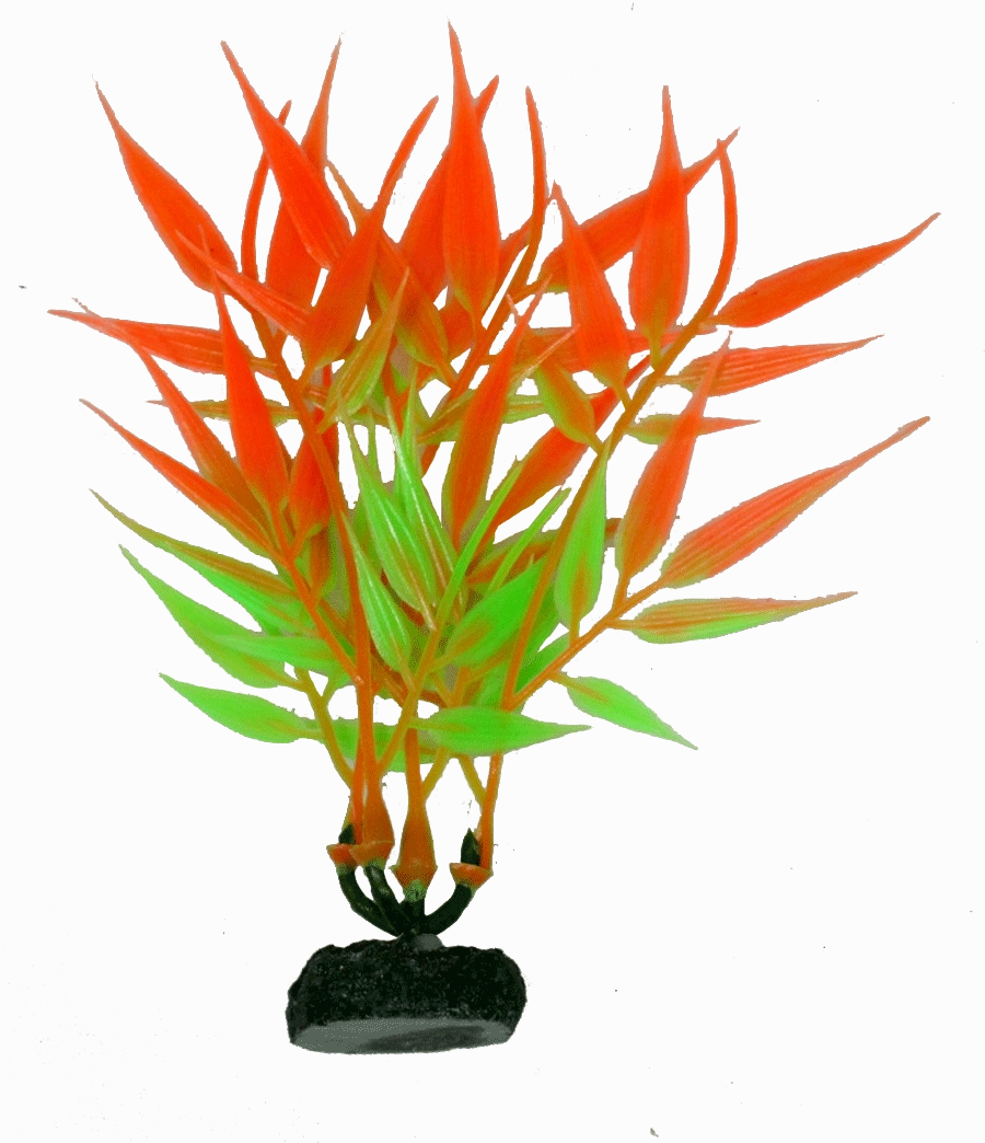 Aquamate - Vibrant Variety Plants (6pk)