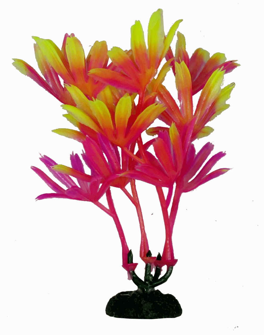 Aquamate - Vibrant Variety Plants (6pk)