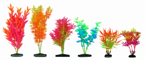 Aquamate - Vibrant Variety Plants (6pk)