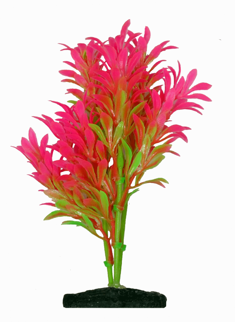 Aquamate - Vibrant Variety Plants (6pk)