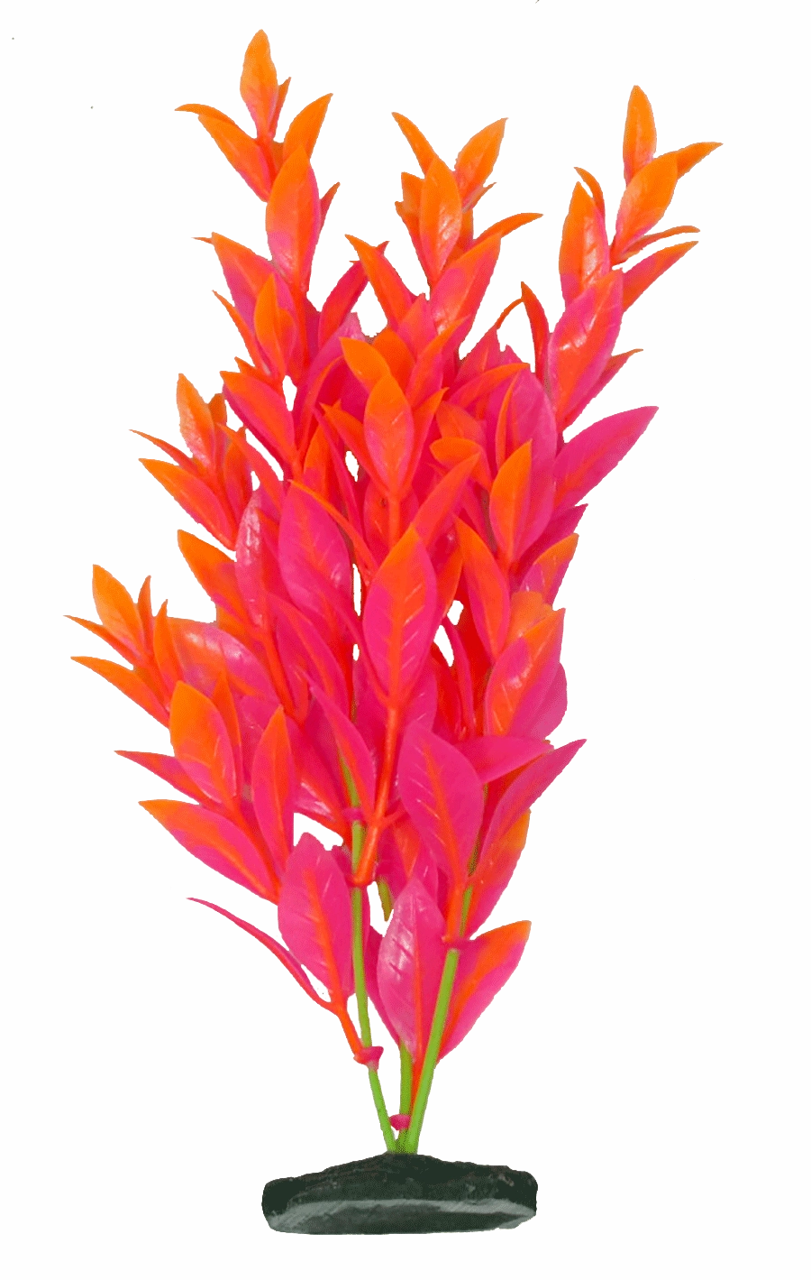 Aquamate - Vibrant Variety Plants (6pk)