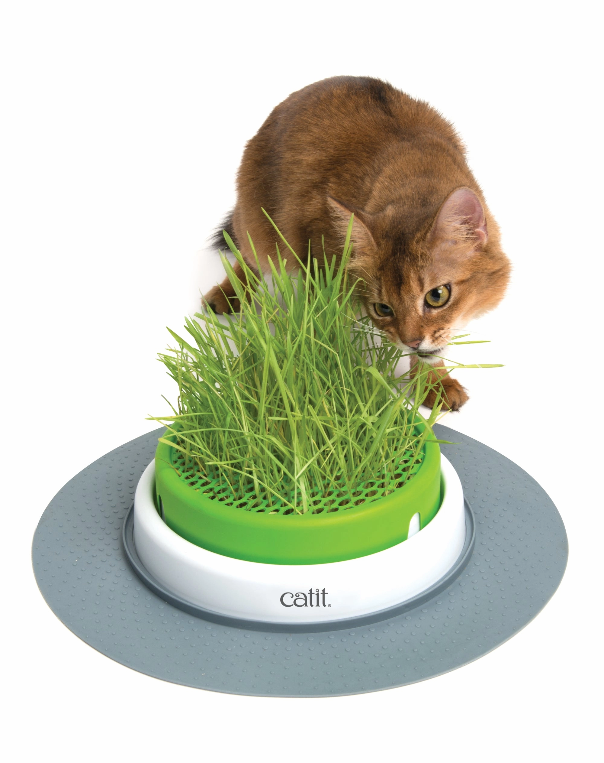 Catit - Senses 2.0 Grass Planter