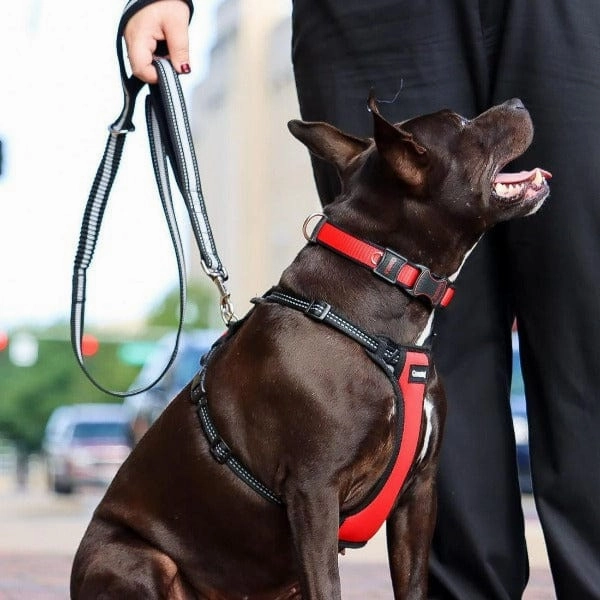 Coastal Double-Handle Bungee Leash
