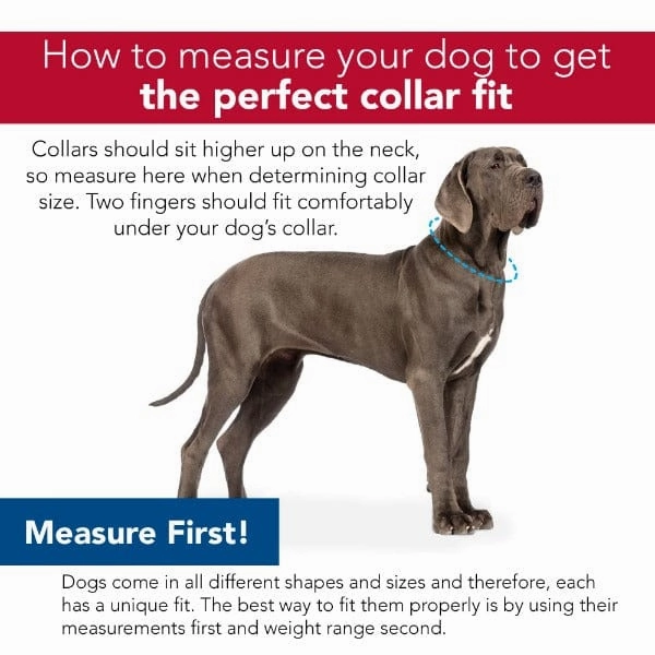 Coastal Double Ply Nylon Pink Dog Collar