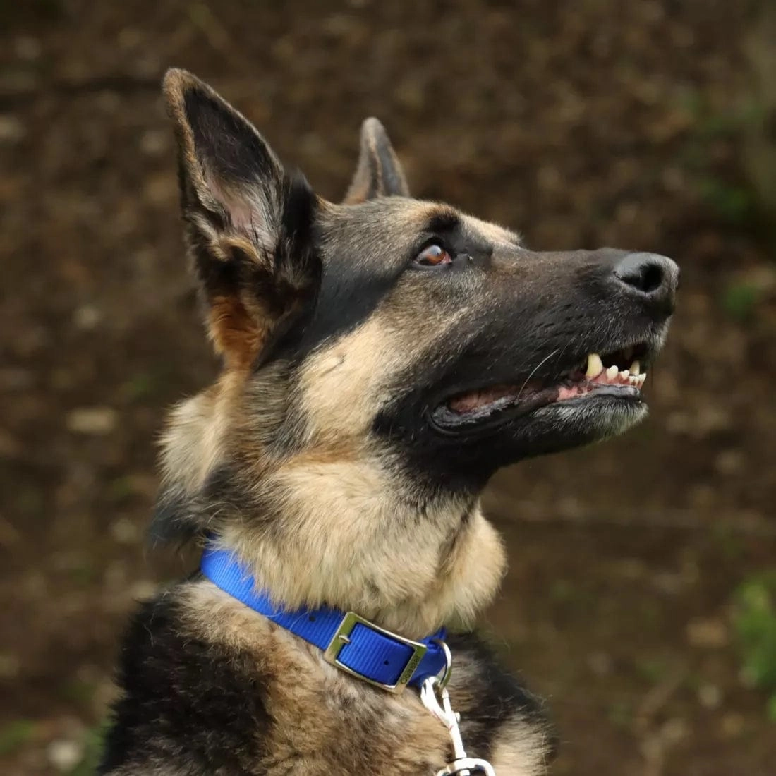 Coastal Single-Ply Dog Collar