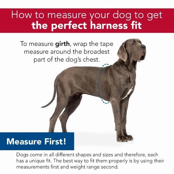 Comfort Wrap Adjustable Nylon Dog Harness