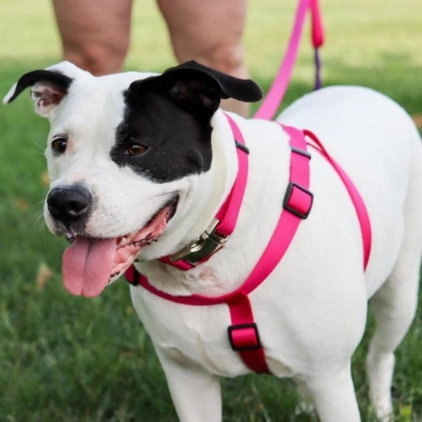 Comfort Wrap Adjustable Nylon Dog Harness