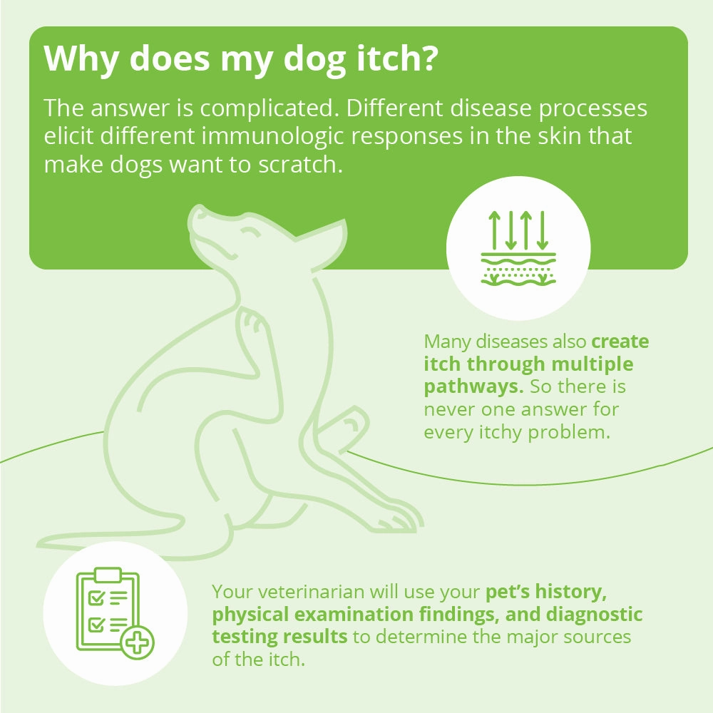 DermAllay Oatmeal Shampoo for Dogs, Cats & Horses