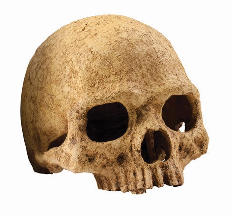 Exo Terra - Primate Skull (Large)