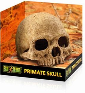 Exo Terra - Primate Skull (Large)