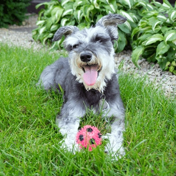 Gnawsome Small Squeak & Light Soccer Ball