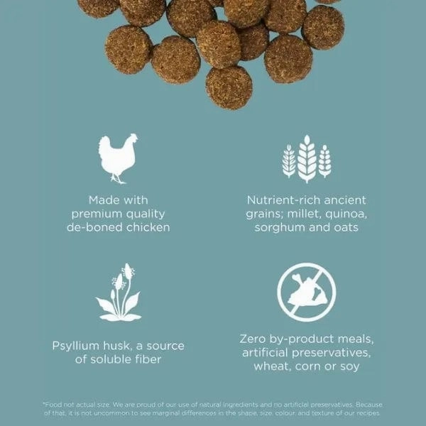 Go! Solutions Digestion   Gut Health, Chicken Recipe with Ancient Grains Dry Dog Food