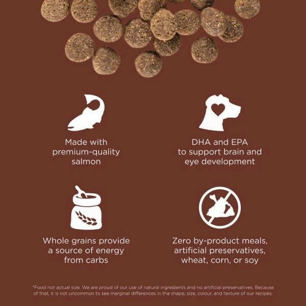 Go! Solutions Skin & Coat Care Large Breed Salmon Recipe with Grains Dry Puppy Food