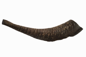 Goat Horn (Large)