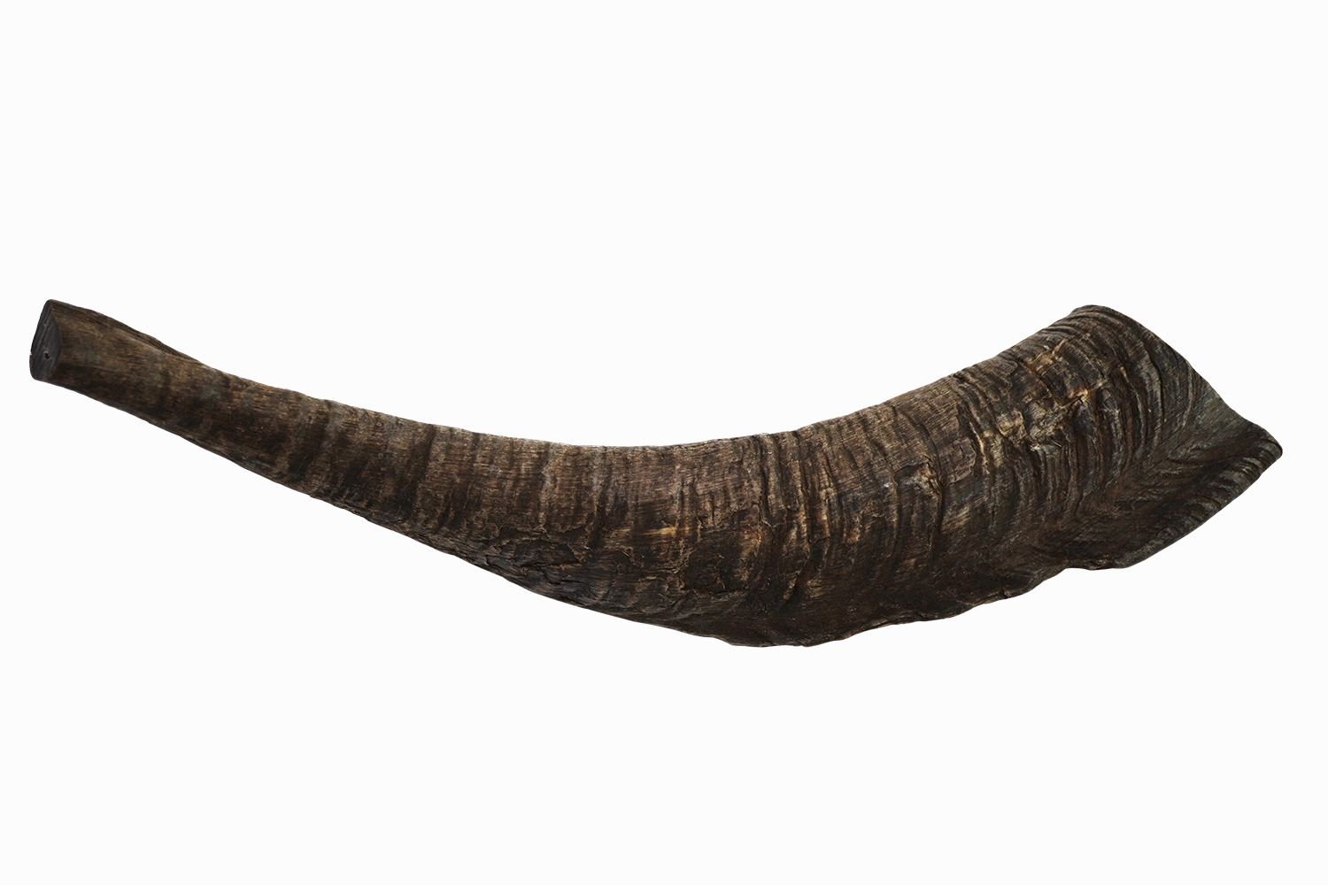 Goat Horn (Large)