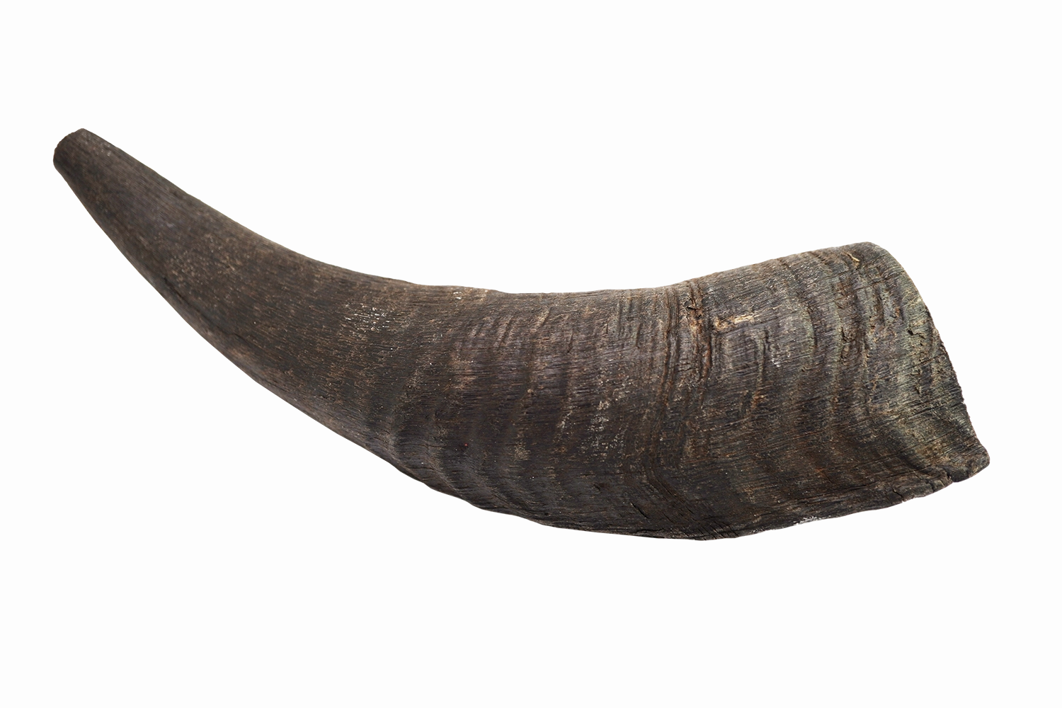 Goat Horn (Small)