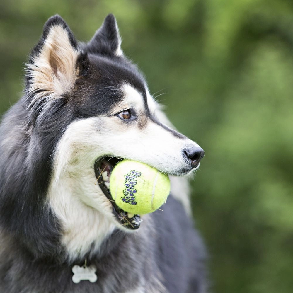 KONG - SqueakAir Ball (Medium) (6pk)