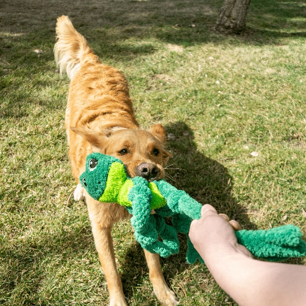KONG Knots Frog Dog Toy
