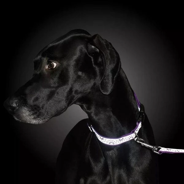 Lazer Brite Reflective Adjustable Collar