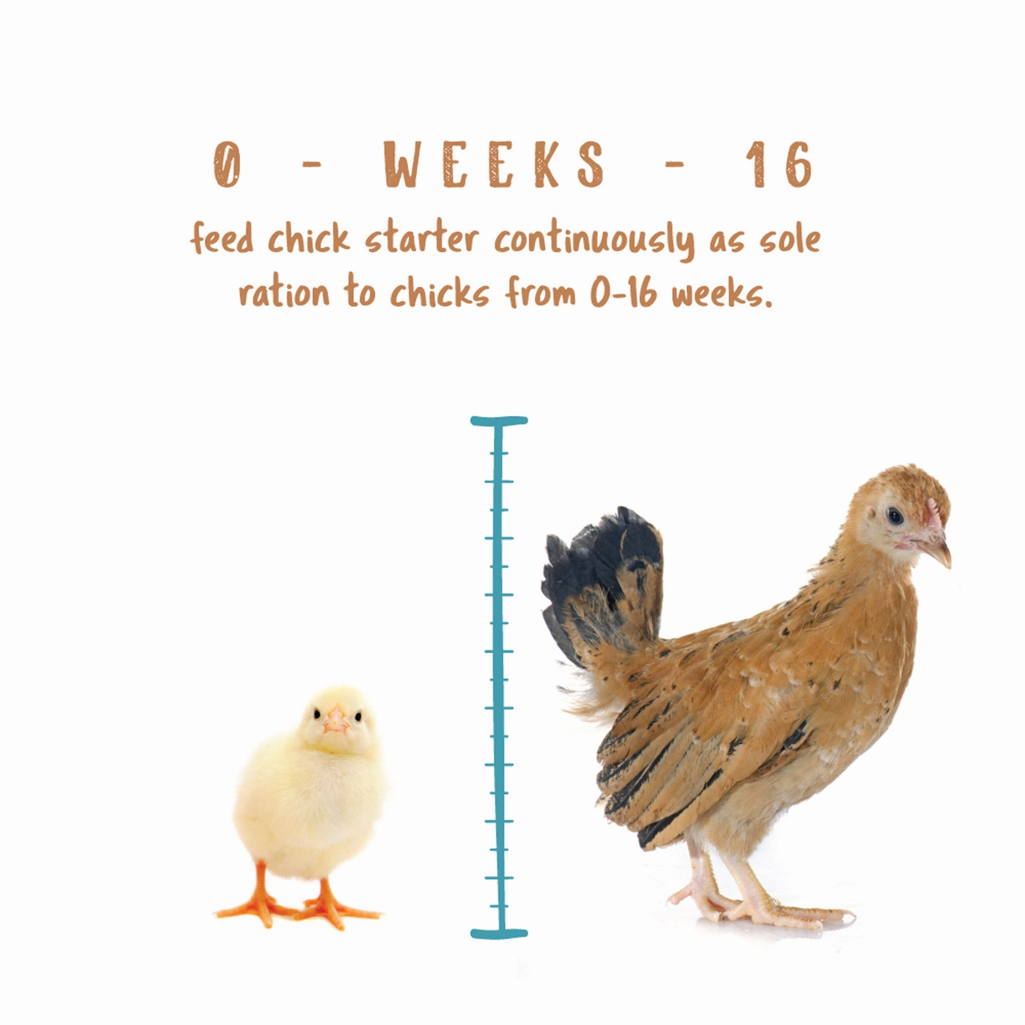 Manna Pro Non Medicated Chick Starter 5lb
