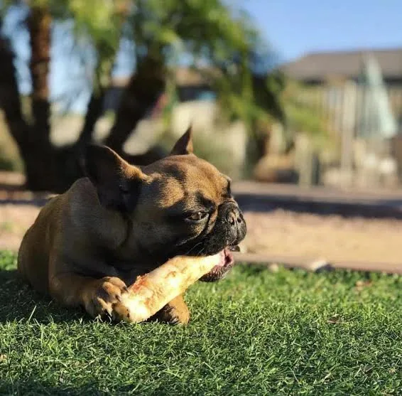No Hide Peanut Butter Dog Chew