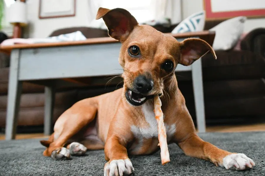 No Hide Peanut Butter Stix Dog Chews