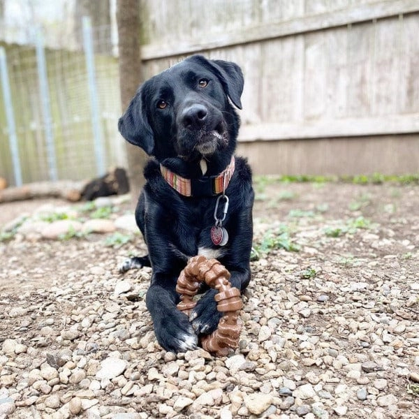 Nylabone Power Chew Textured Dog Ring Toy