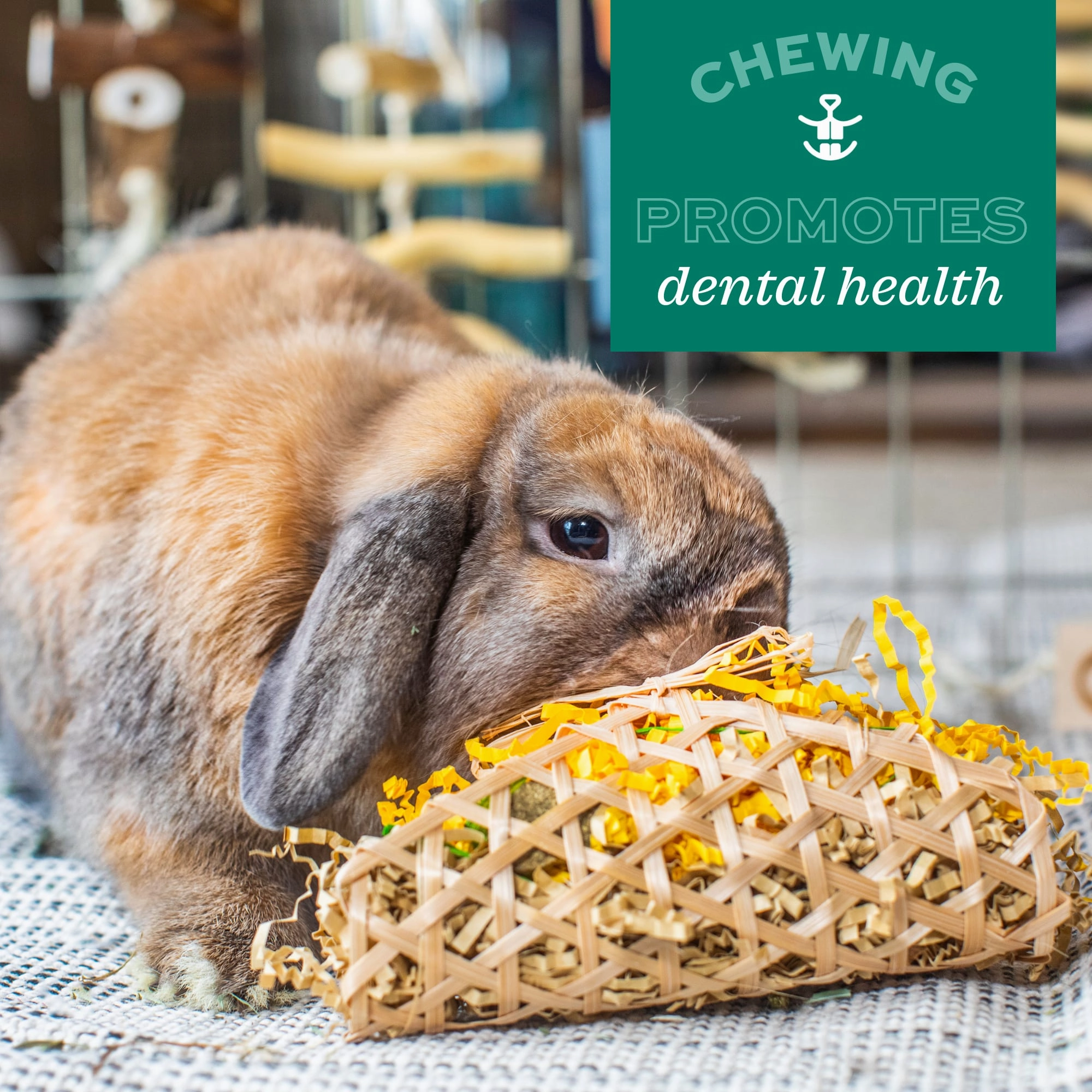 Oxbow Animal Health Apple Stick Bouquet