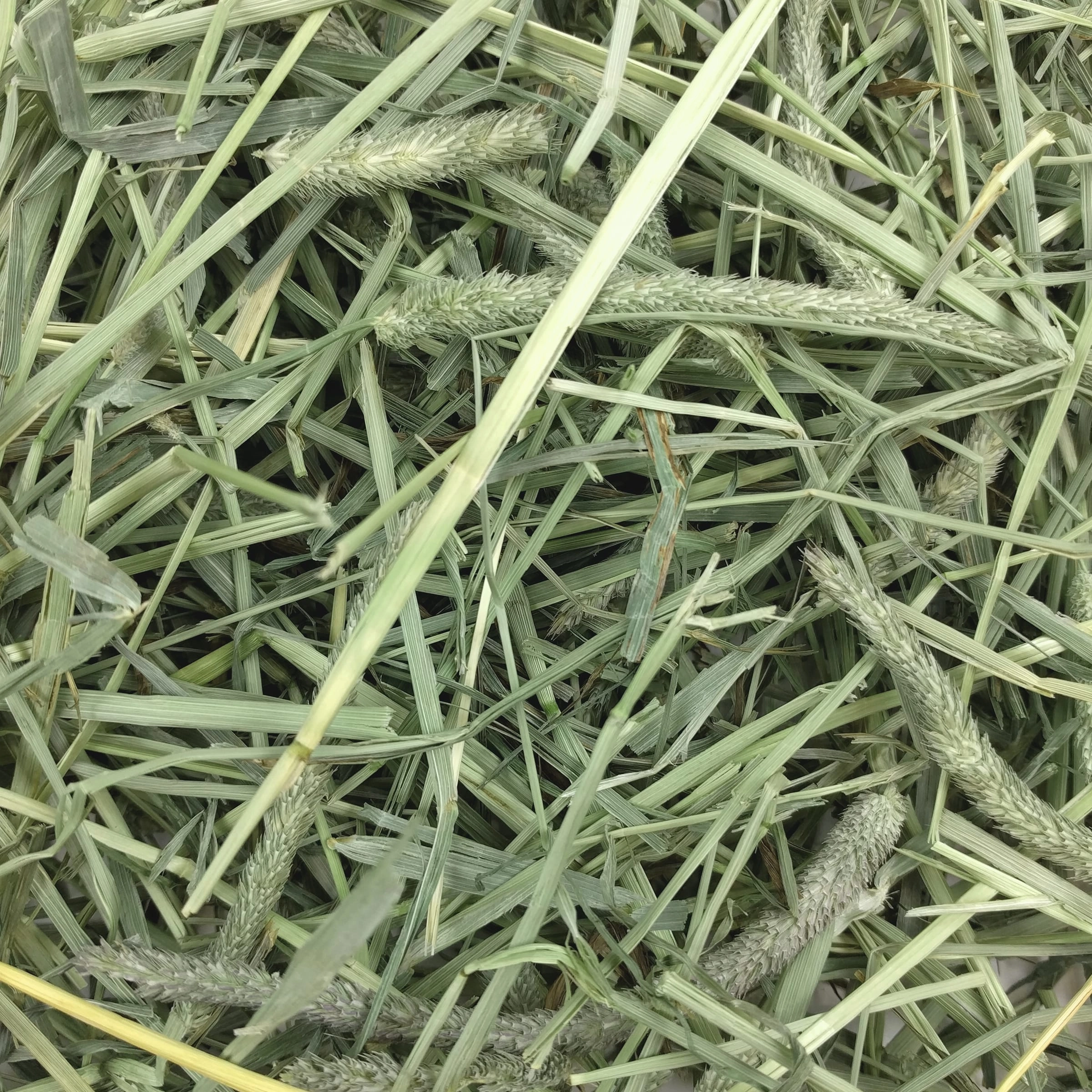 Oxbow Animal Health Western Timothy Hay 90oz