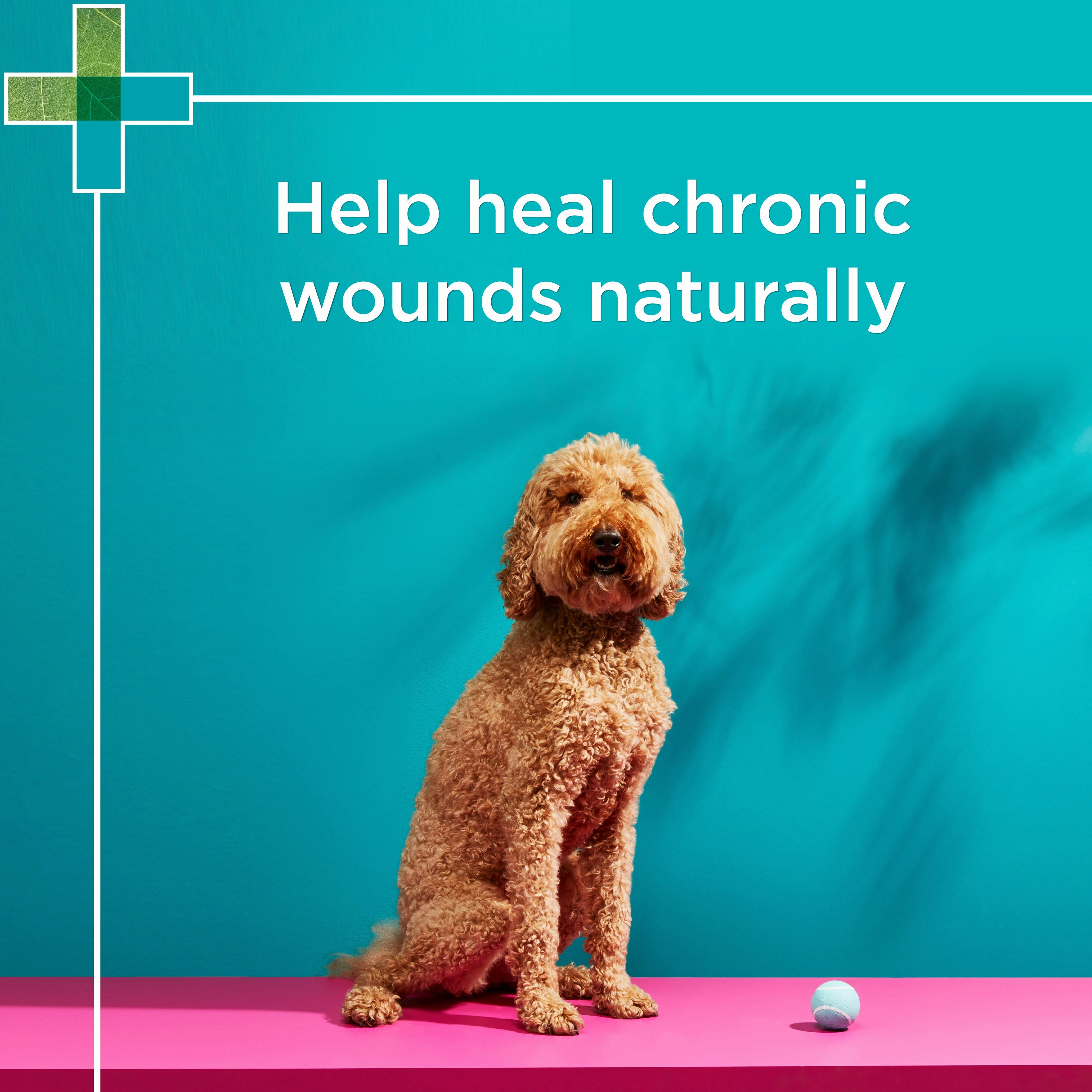 PAW - Manuka Wound Gel for Dogs, Cats and Horses (100g)