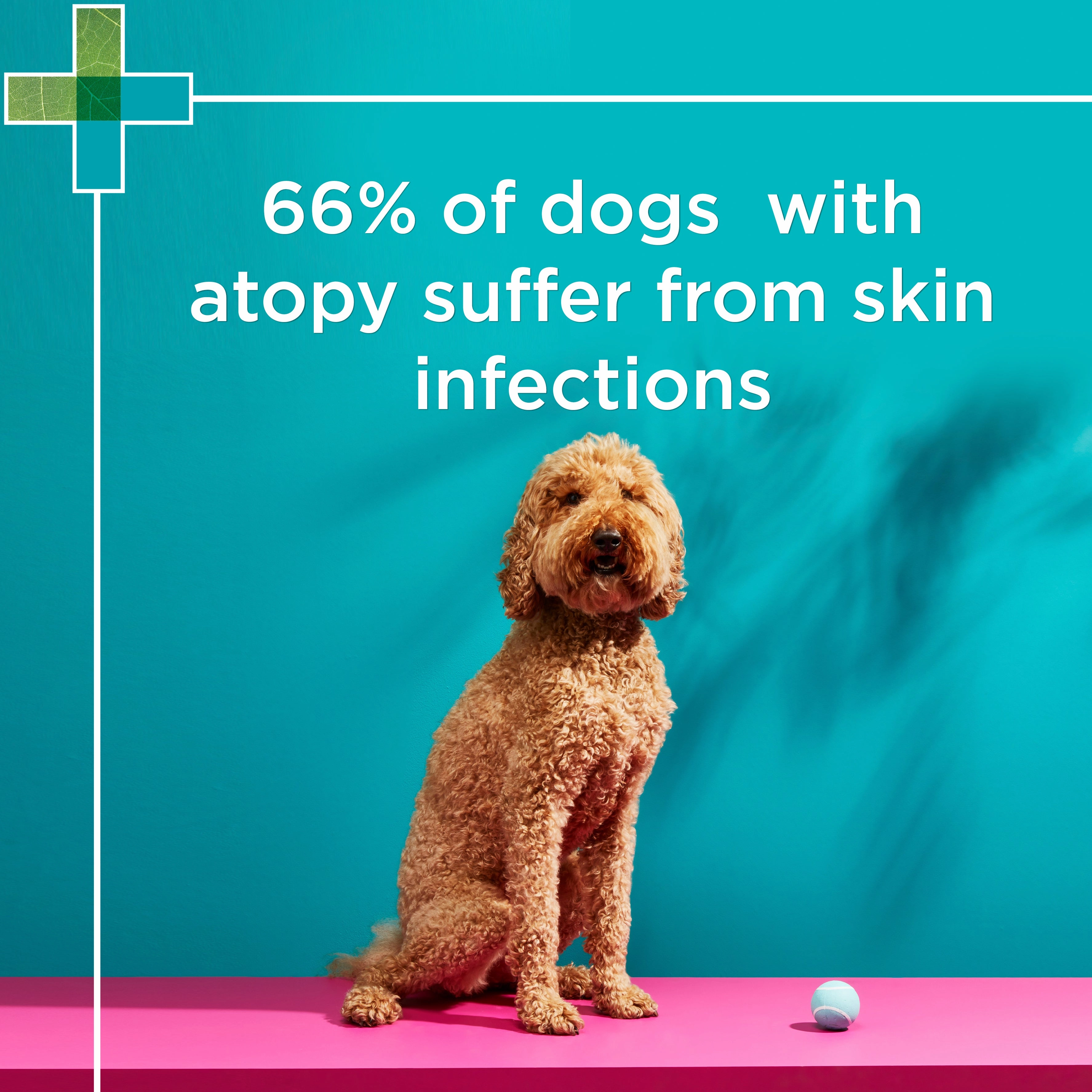 PAW - MediDerm Gentle Medicated Shampoo for Dogs (500ml)