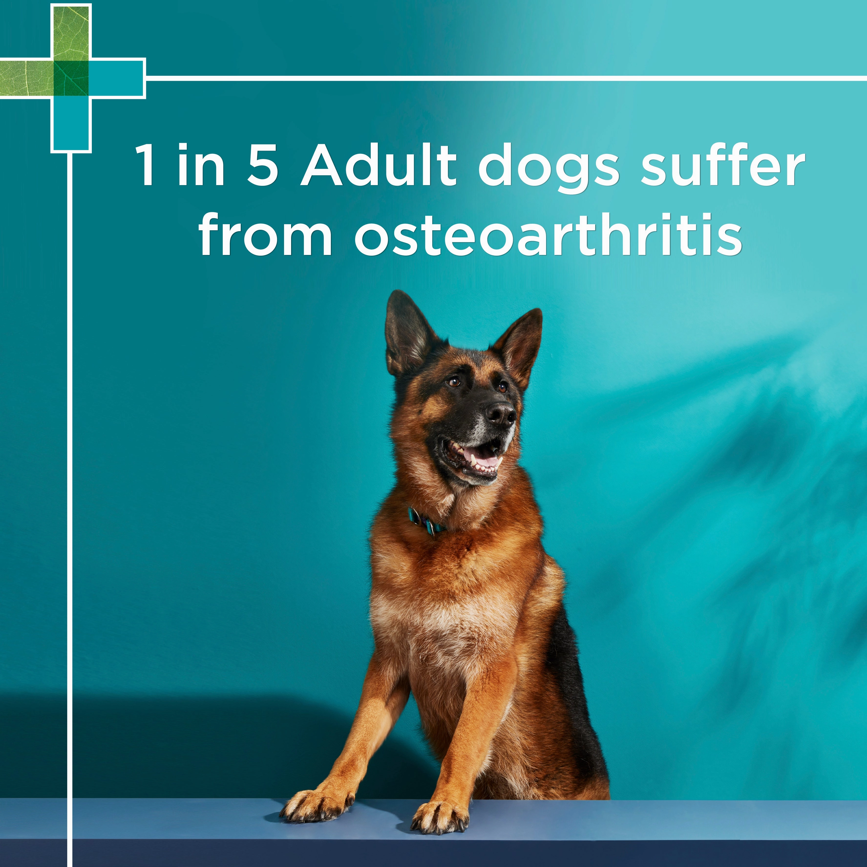 PAW - Osteocare Joint Protect for Dogs (100pk)