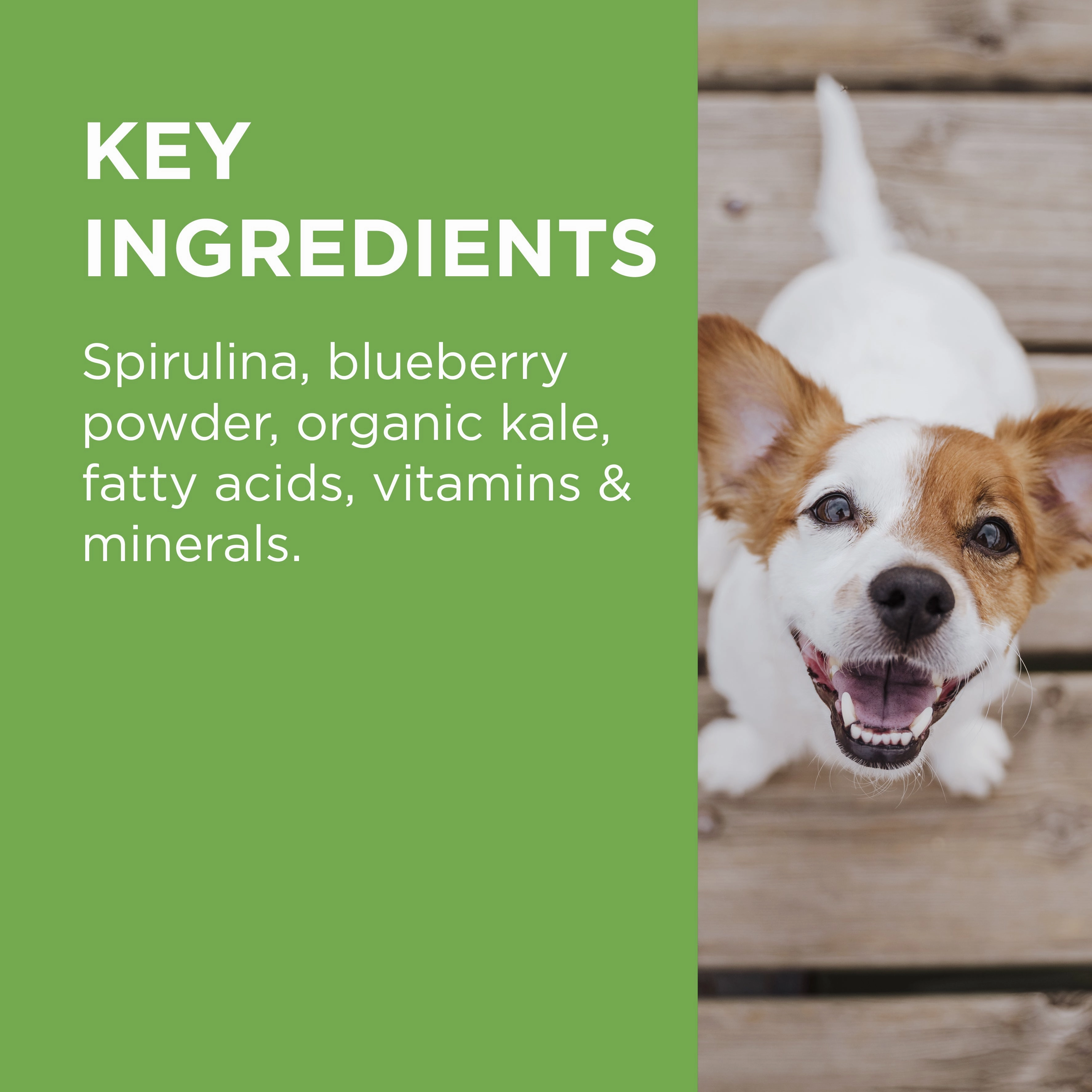 PAW - Wellness and Vitality Multivitamins for Dogs (60pk)