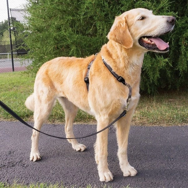 PetSafe 3 in 1 Harness & Car Restraint