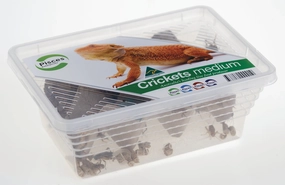 Pisces - Live Crickets Medium Tub