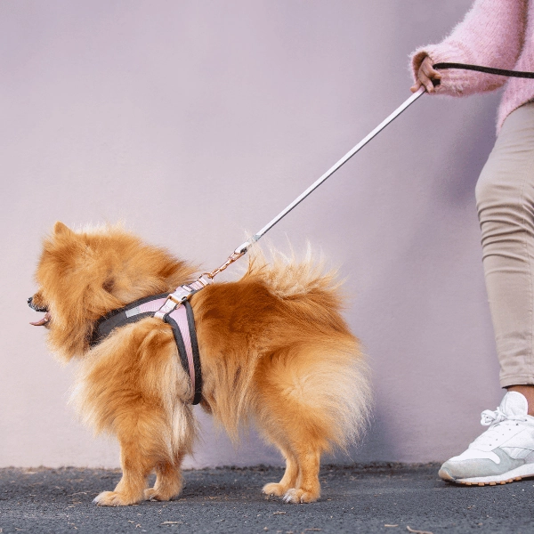 Rogz Urban Classic Dog Lead