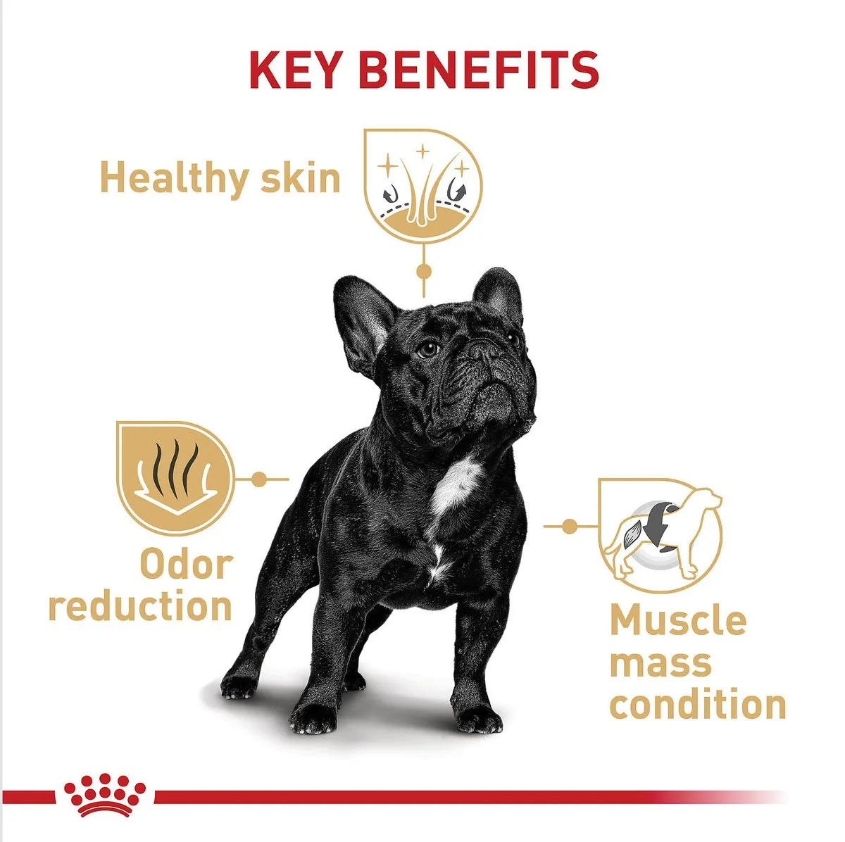 Royal Canin Adult French Bulldog Dry Dog Food