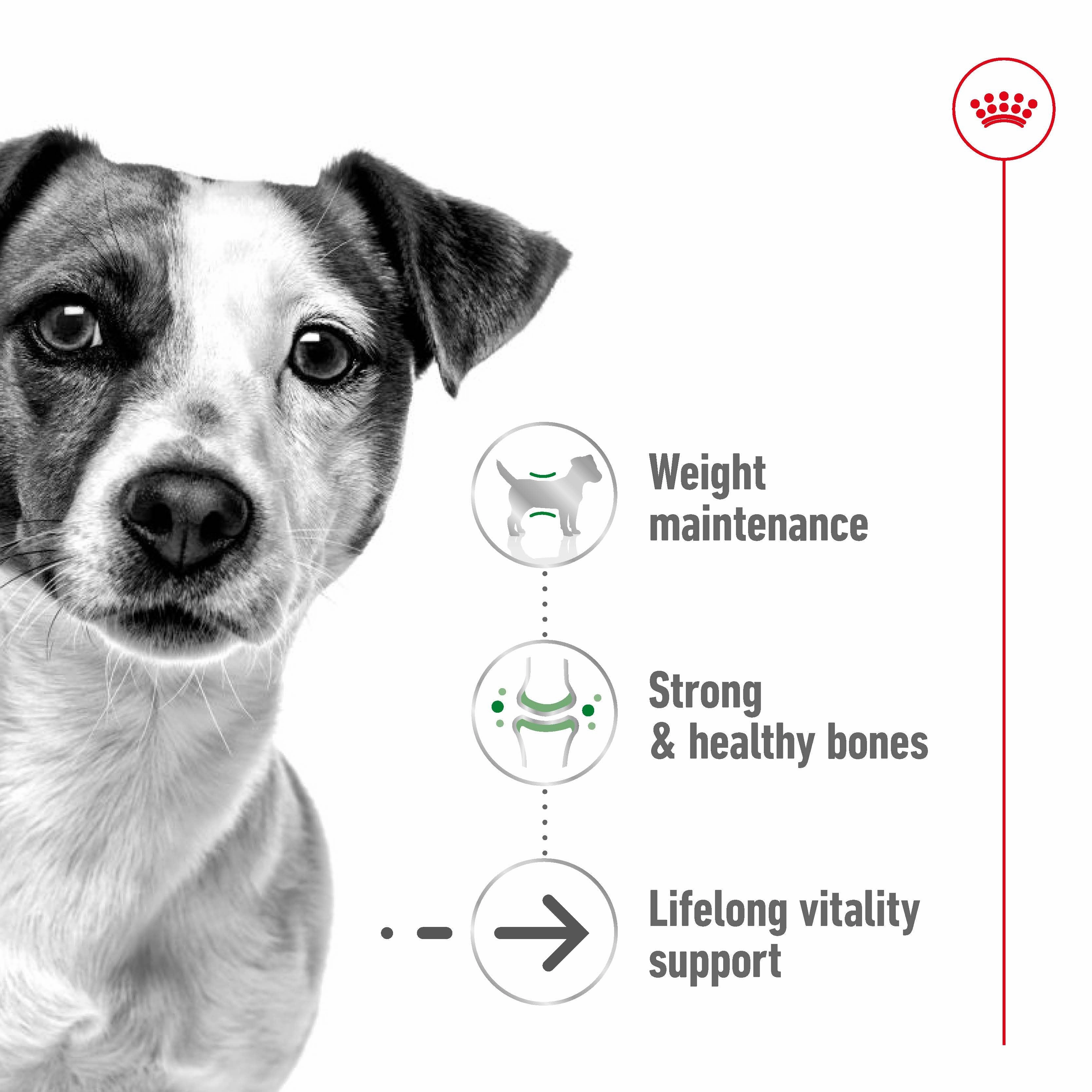Royal Canin - Mini 12  Ageing Dog Dry Food (1.5kg)