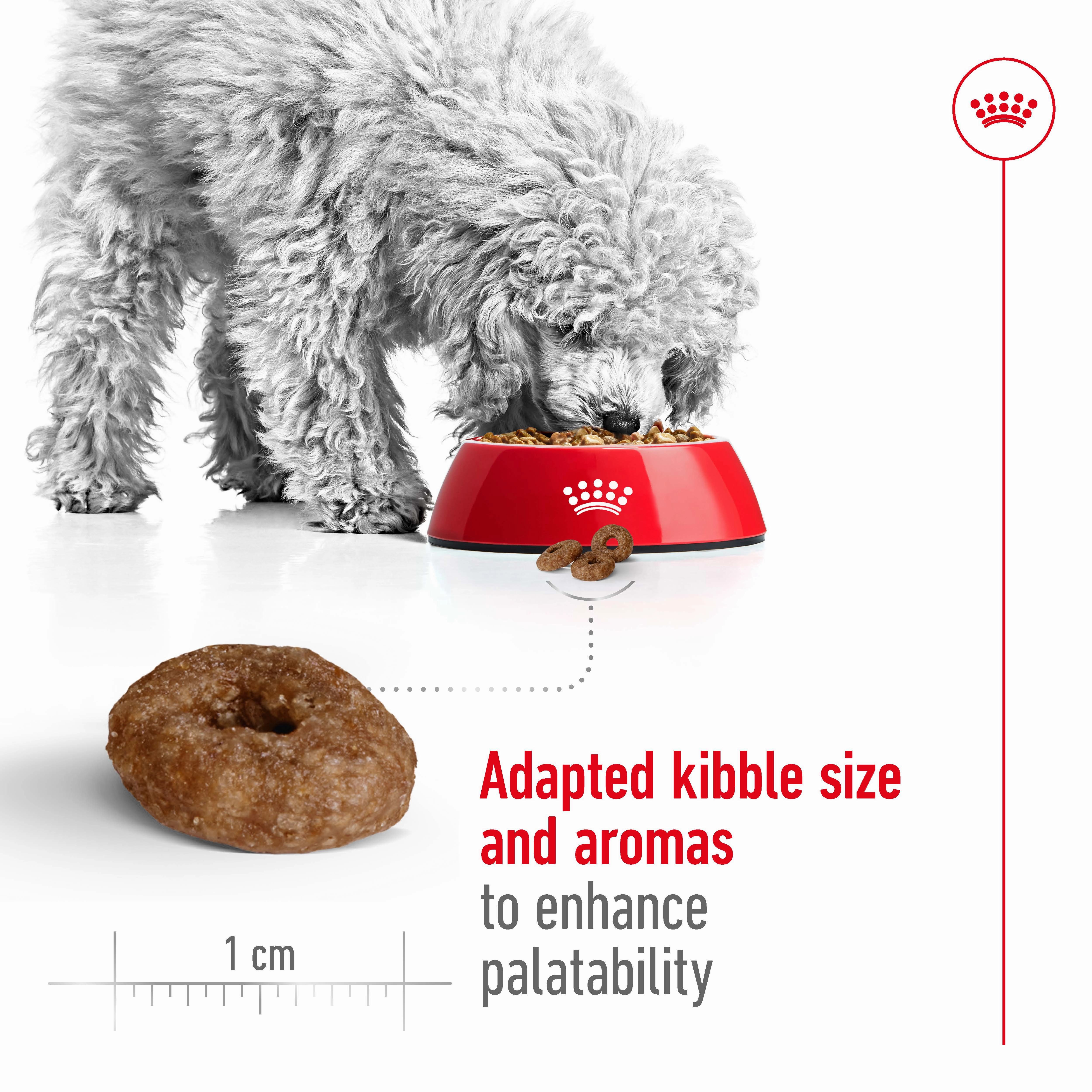 Royal Canin - Mini 12  Ageing Dog Dry Food (1.5kg)