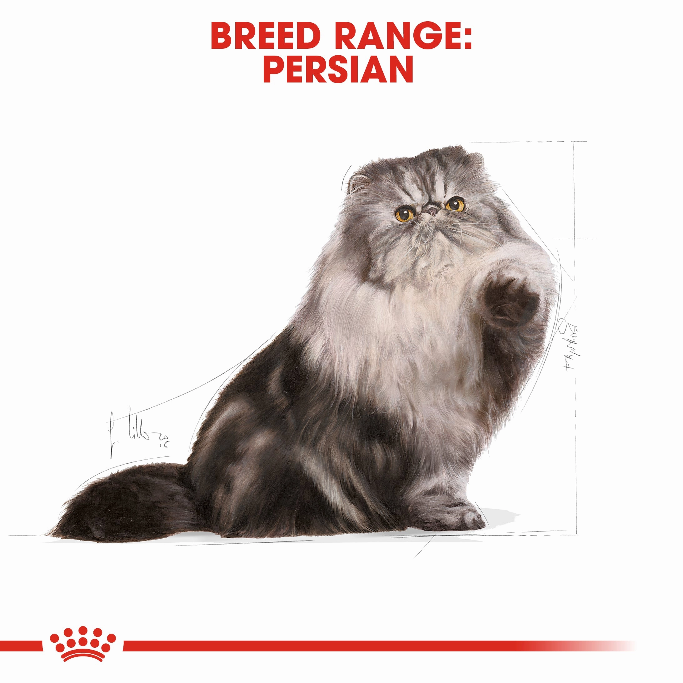 Royal Canin - Persian Breed Adult Cat Dry Food (10kg)