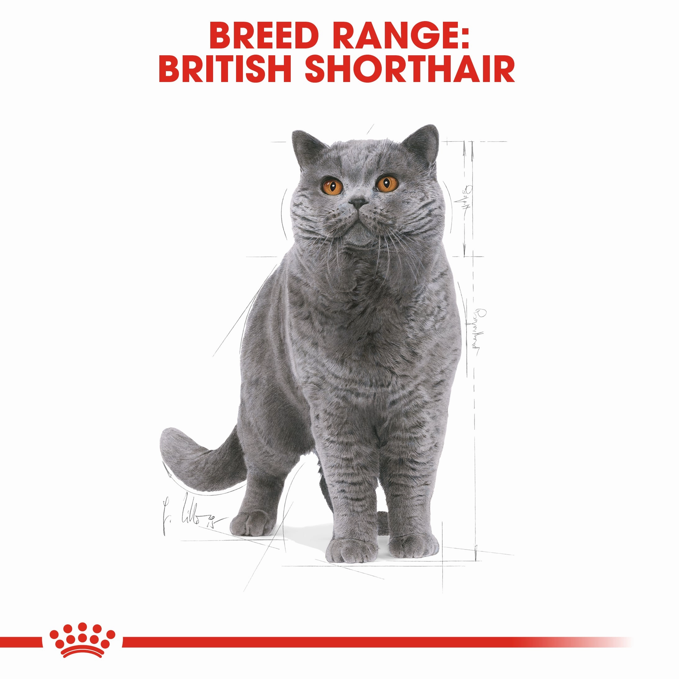 Royal Canin - Ragdoll Breed Adult Cat Dry Food (2kg)