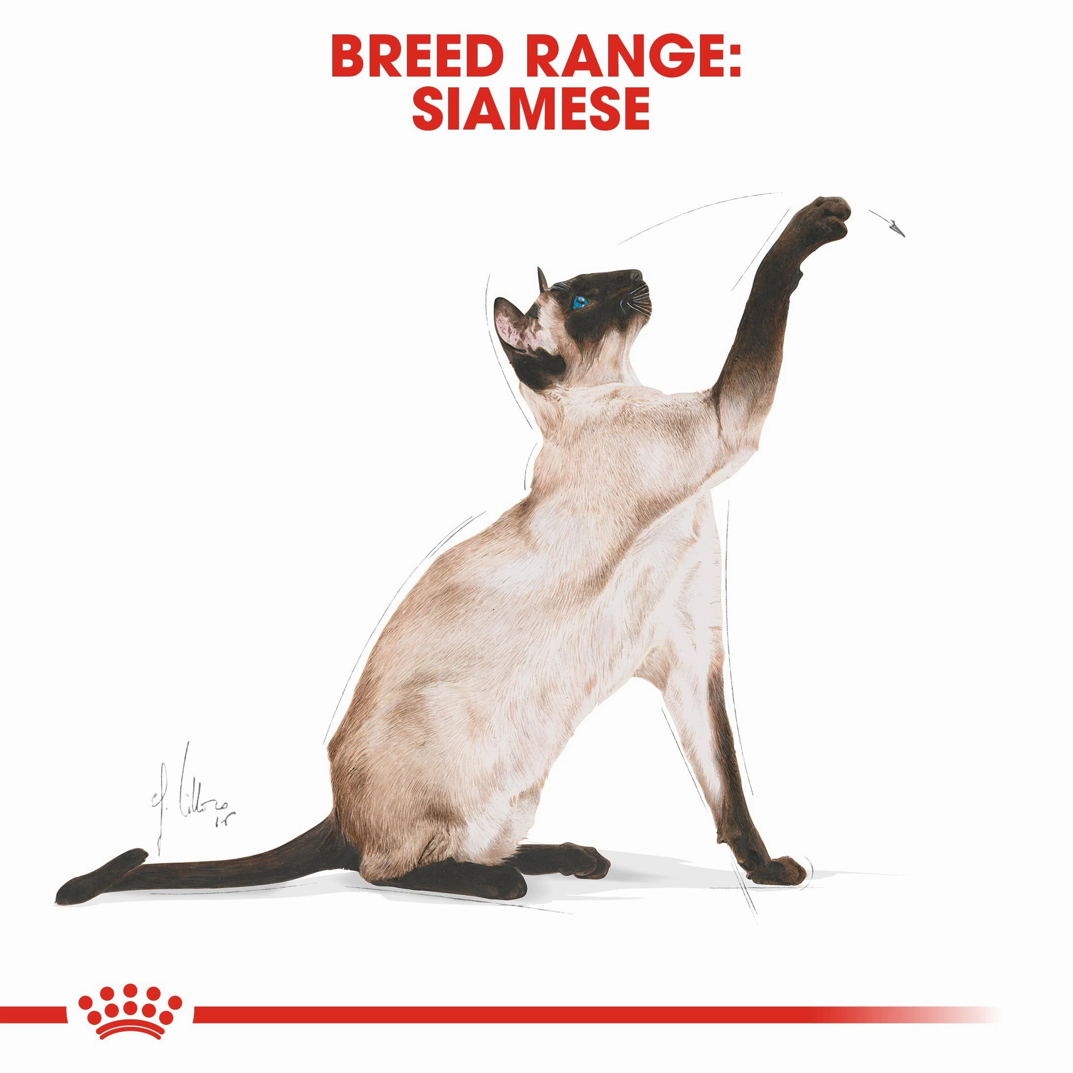 Royal Canin - Siamese Breed Adult Cat Dry Food (4kg)