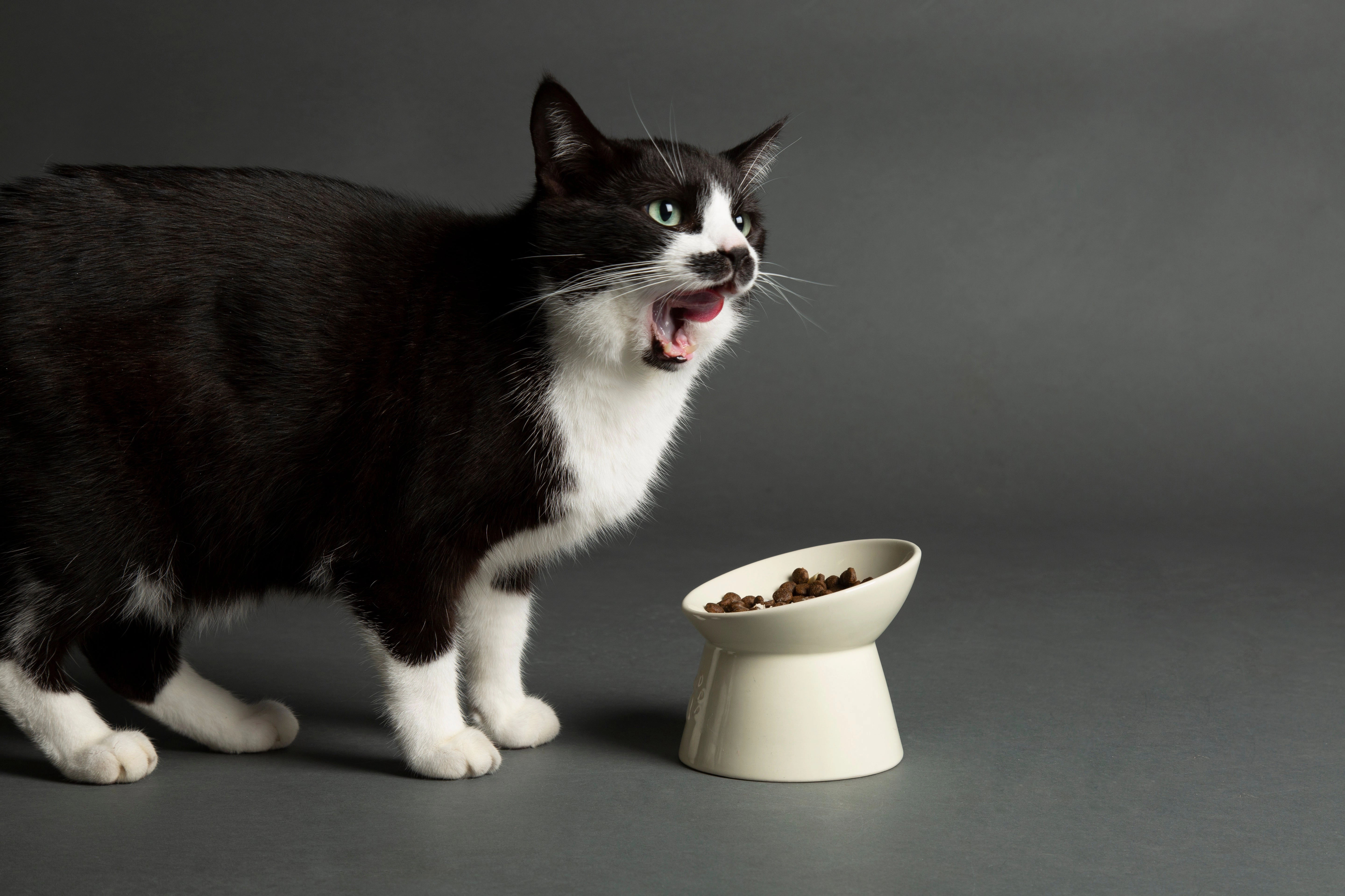 Scruffs - Icon Raised Cat Feeder Bowl Cream
